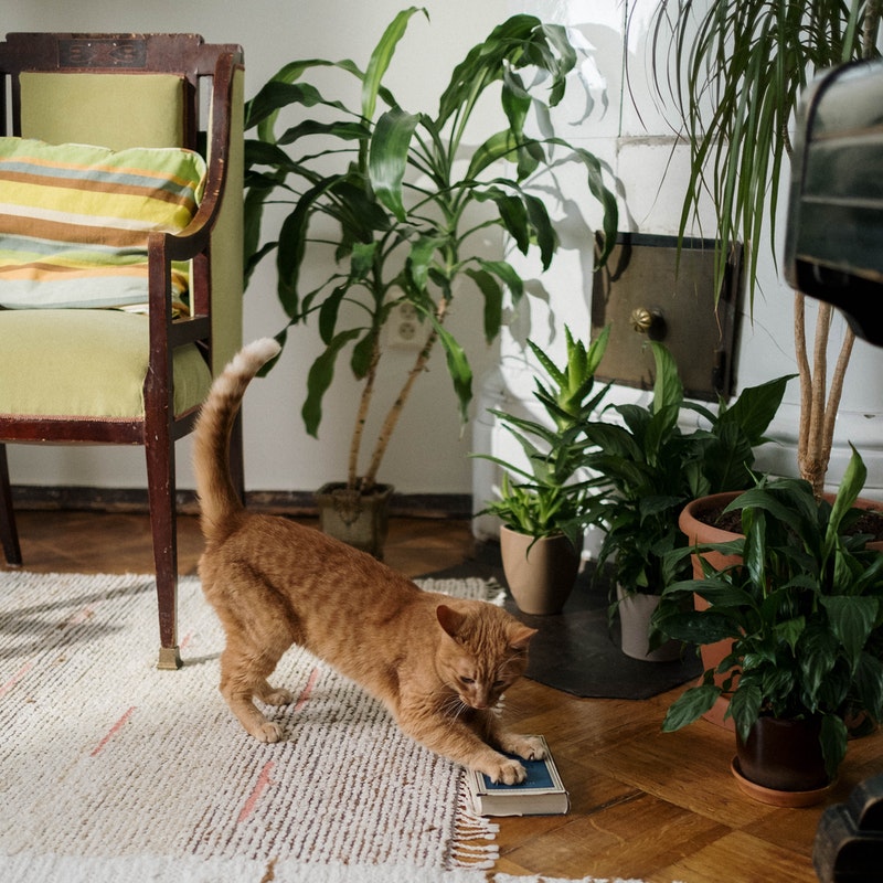 7 Indoor Plants That Are Safe For Your Pets